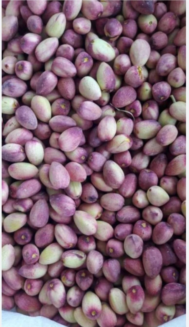 خرید پسته ی تازه (کال با خوشه )واجاره ی باغ پسته|خدمات باغبانی و درختکاری|قم, آزادگان|دیوار