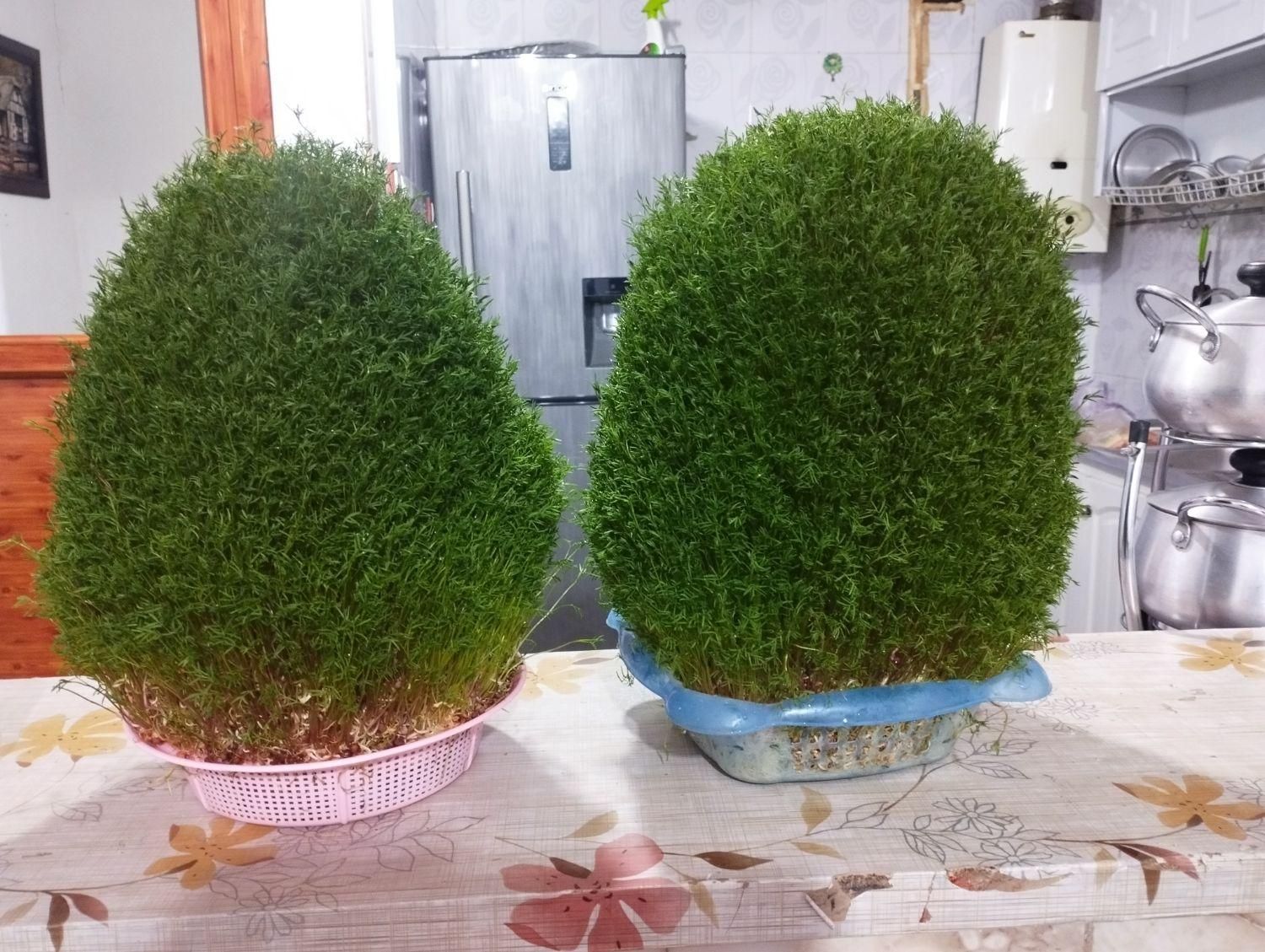 سبزه تپه ای و عروس داماد|گل و گیاه طبیعی|نورآباد, |دیوار