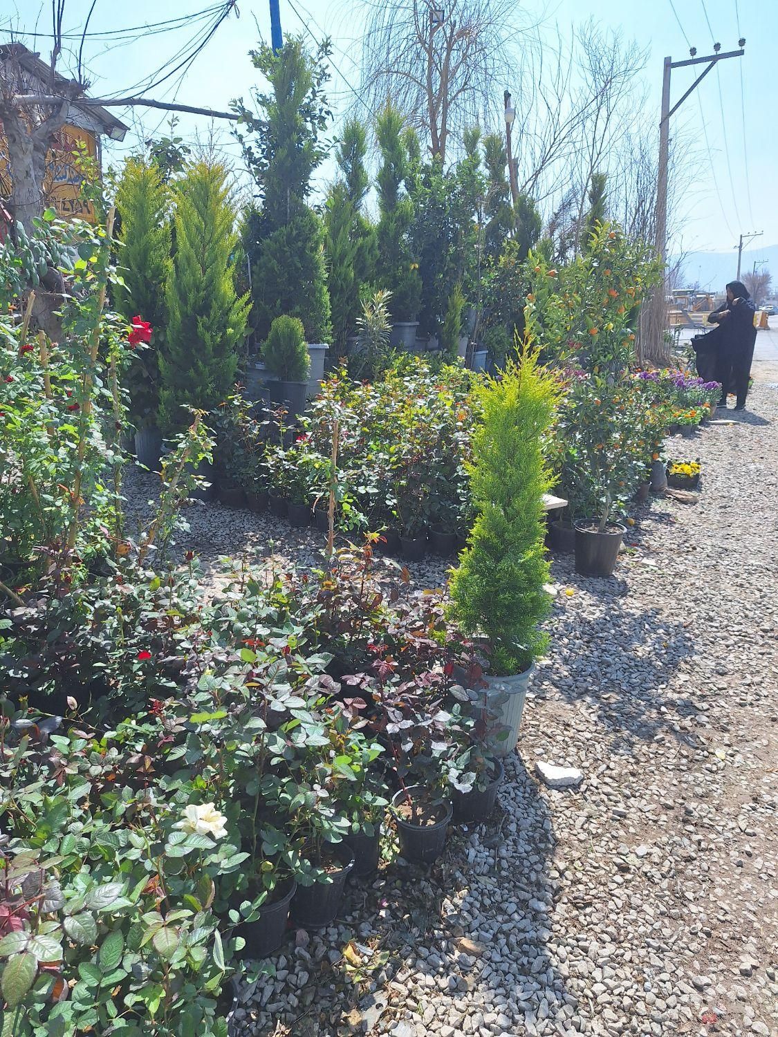 گل رز هلندی|خدمات باغبانی و درختکاری|فلاورجان, |دیوار