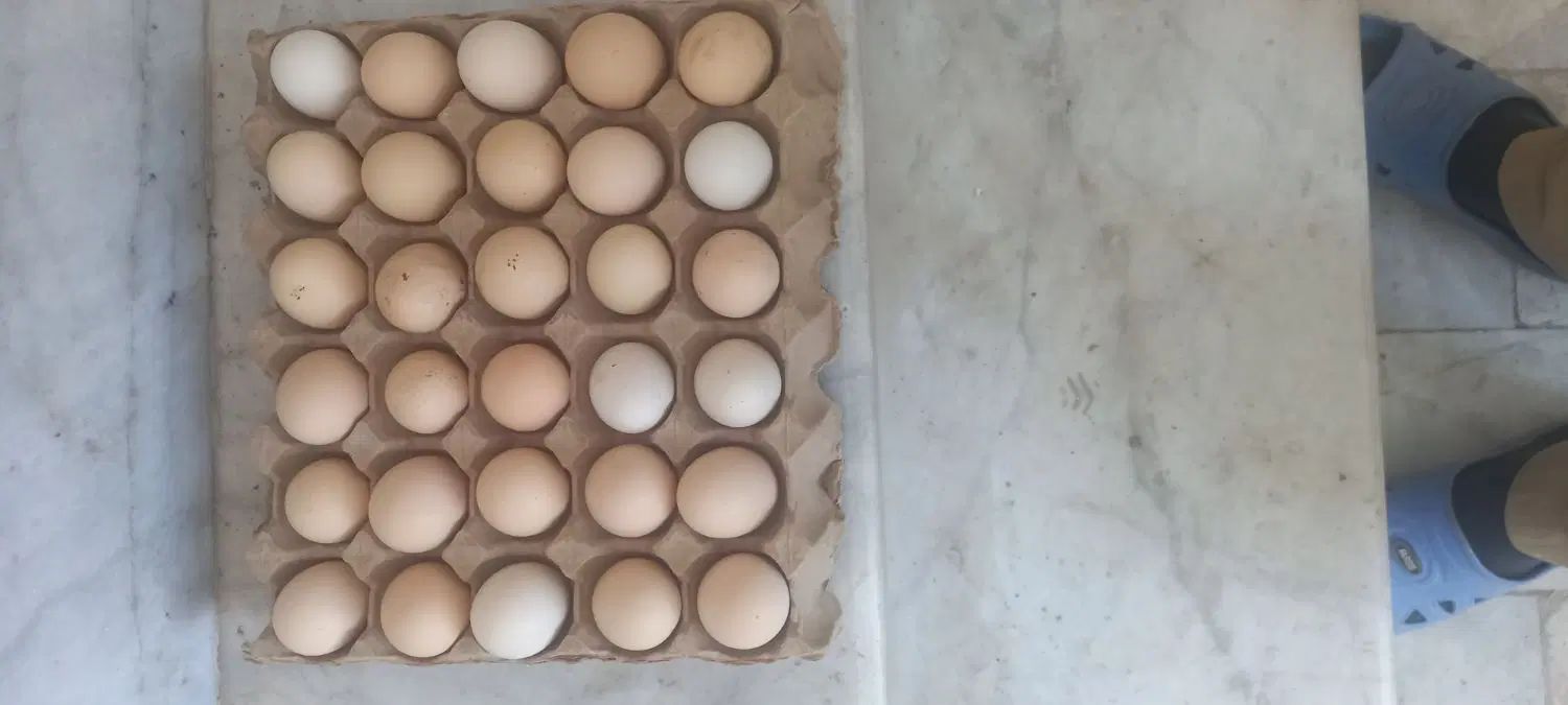 تخم مرغ نطفه دار از مرغ جوان دانه‌ای ۱۰۰۰۰تومان|حیوانات مزرعه|زاهدان, |دیوار