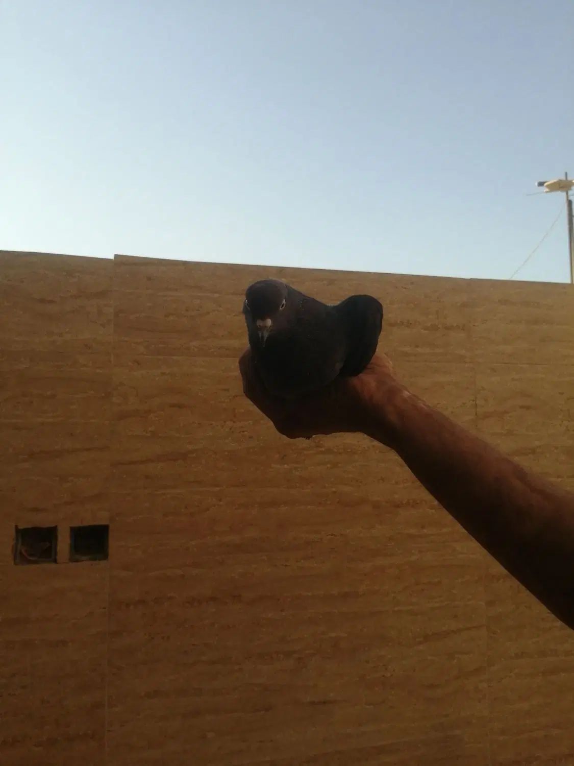 کبوتر|پرنده|اصفهان, کوجان|دیوار
