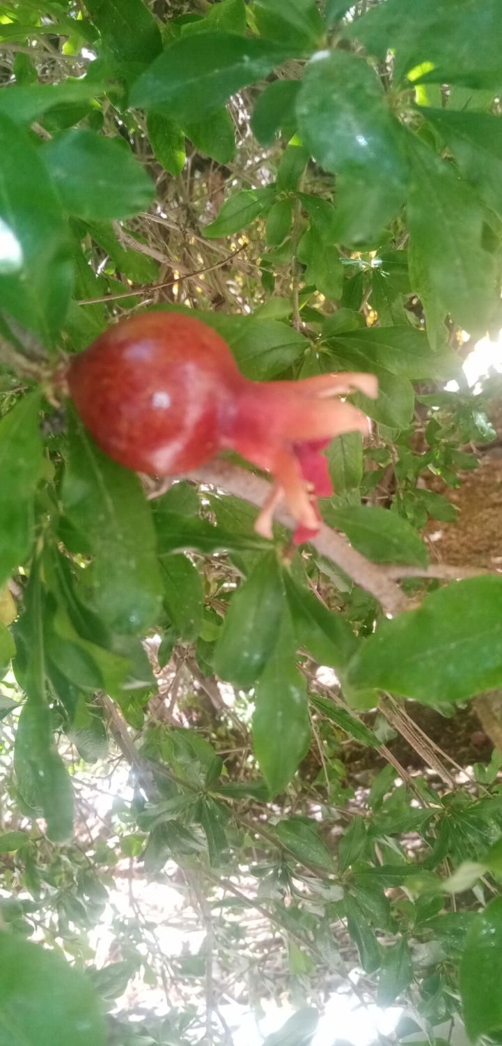 خانه دربست|اجارهٔ خانه و ویلا|اصفهان, نقش جهان|دیوار