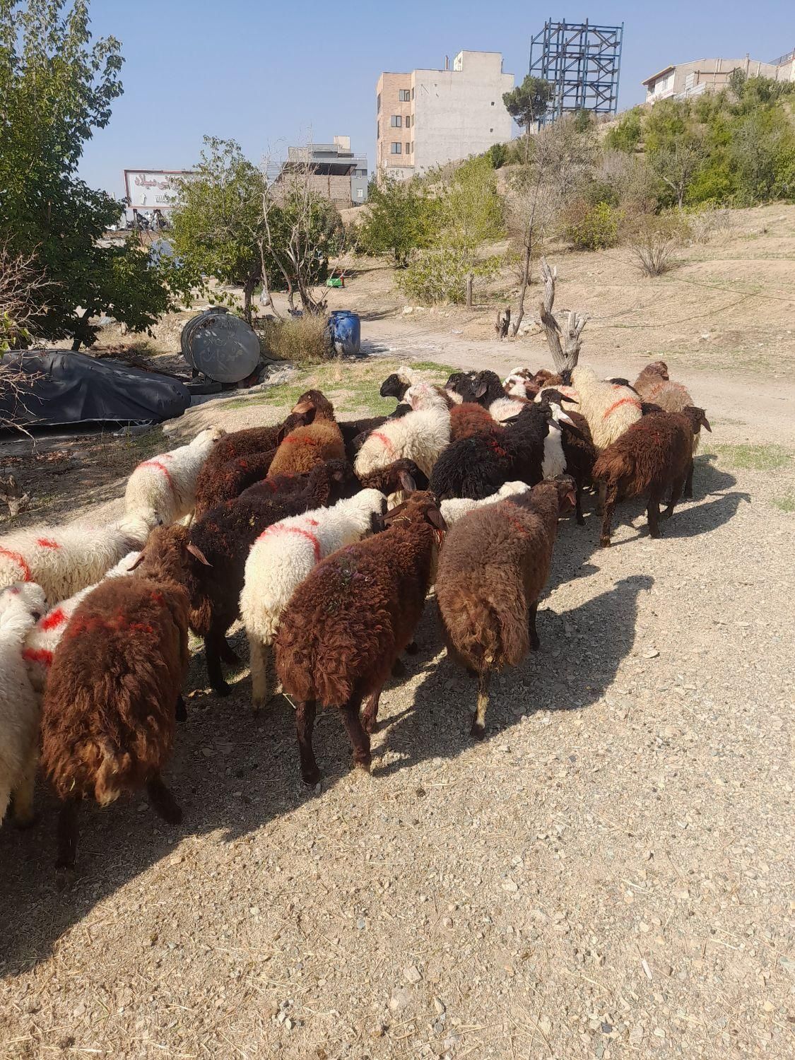 گوسفند وبره نرینه شهر قدس و گرمدره زنده|حیوانات مزرعه|قدس, |دیوار