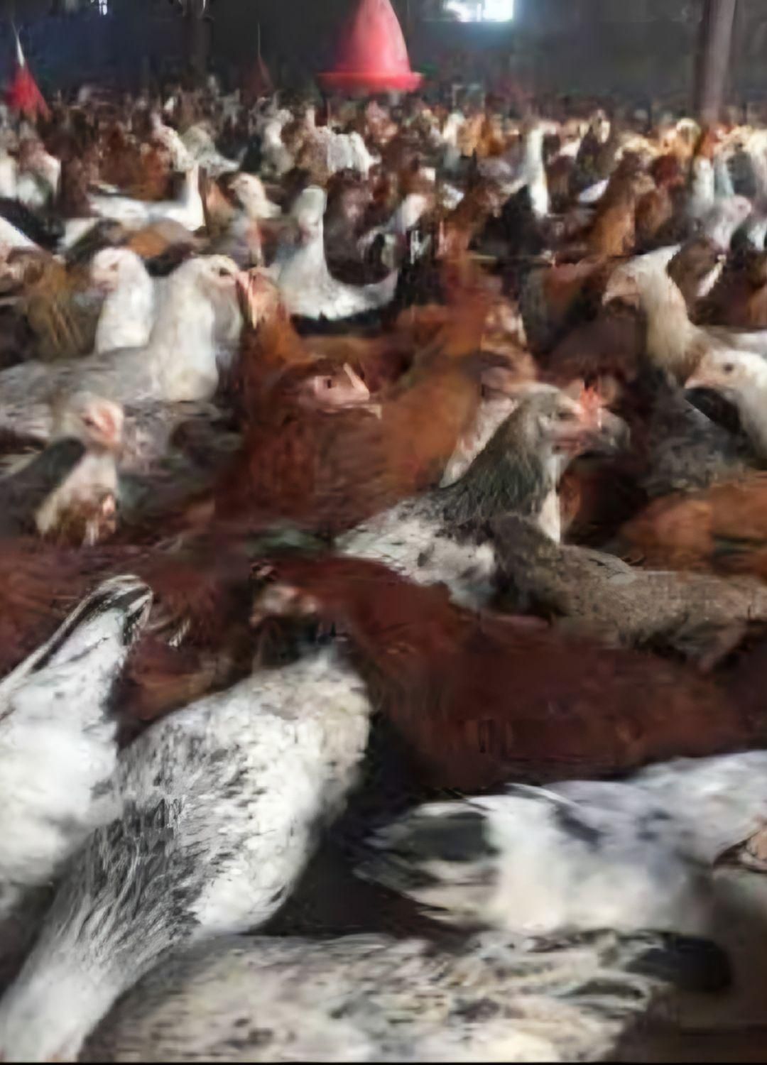 نیمچه مرغ خروس بومی گلپایگانی جهادی بلک استار|حیوانات مزرعه|اصفهان, بهارستان|دیوار