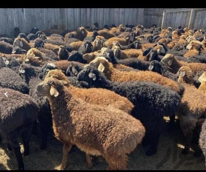 بسته بندی درحضورمشتری +زنده/+ وارسال گوشت گوسفندی|حیوانات مزرعه|تهران, قصر فیروزه ۱|دیوار