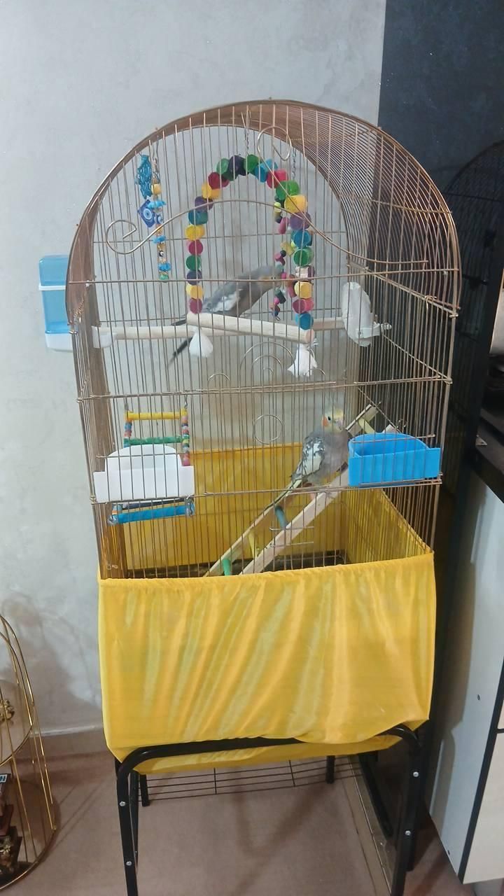 عروس هلندی آوازه خوان با رقص بازیگوش مولدکار داده|پرنده|نسیمشهر, |دیوار