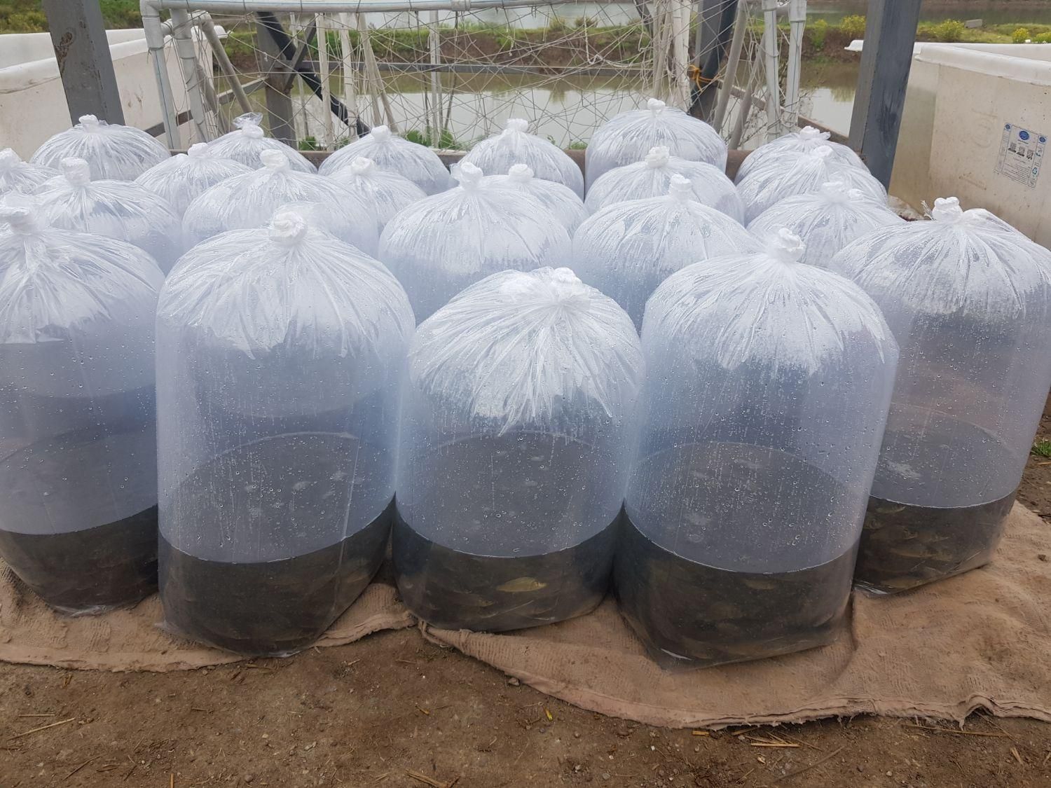 ،کپور تاتا ،بچه ماهی،سنگر|ماهی|رشت, حومه رشت|دیوار