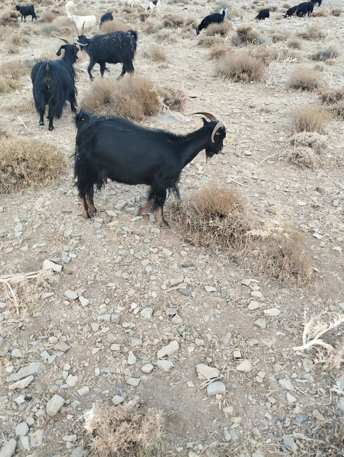 بز .نطنز|حیوانات مزرعه|اصفهان, شهرستان|دیوار