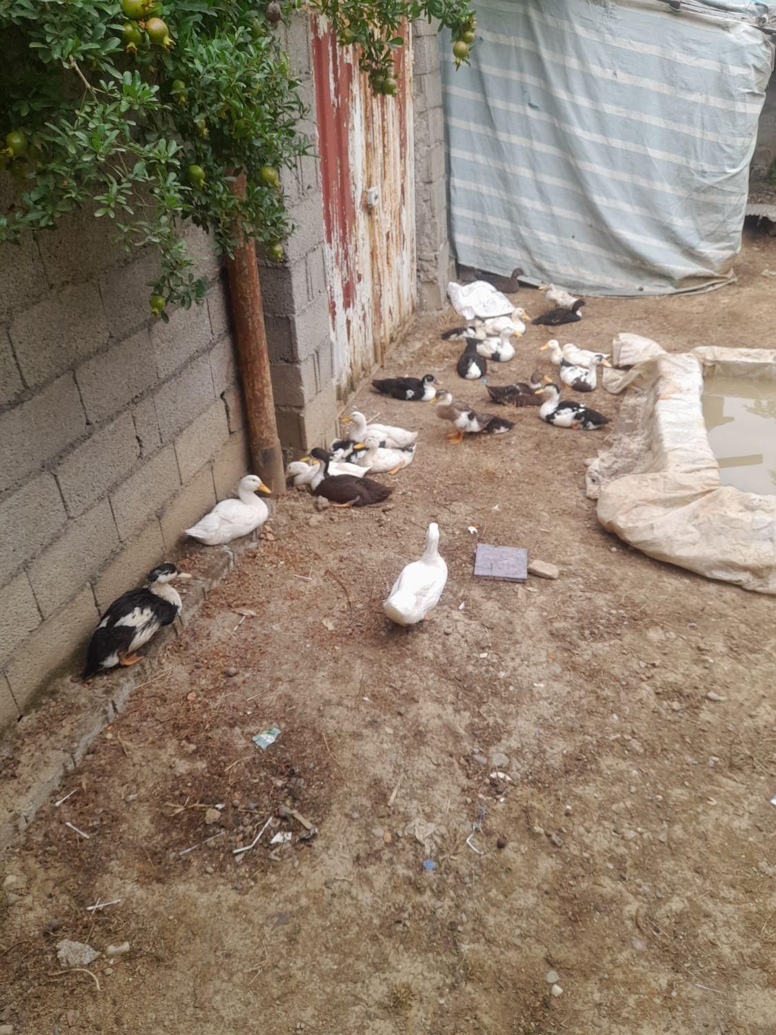 بچه  اردک|حیوانات مزرعه|رشت, پسیخان|دیوار
