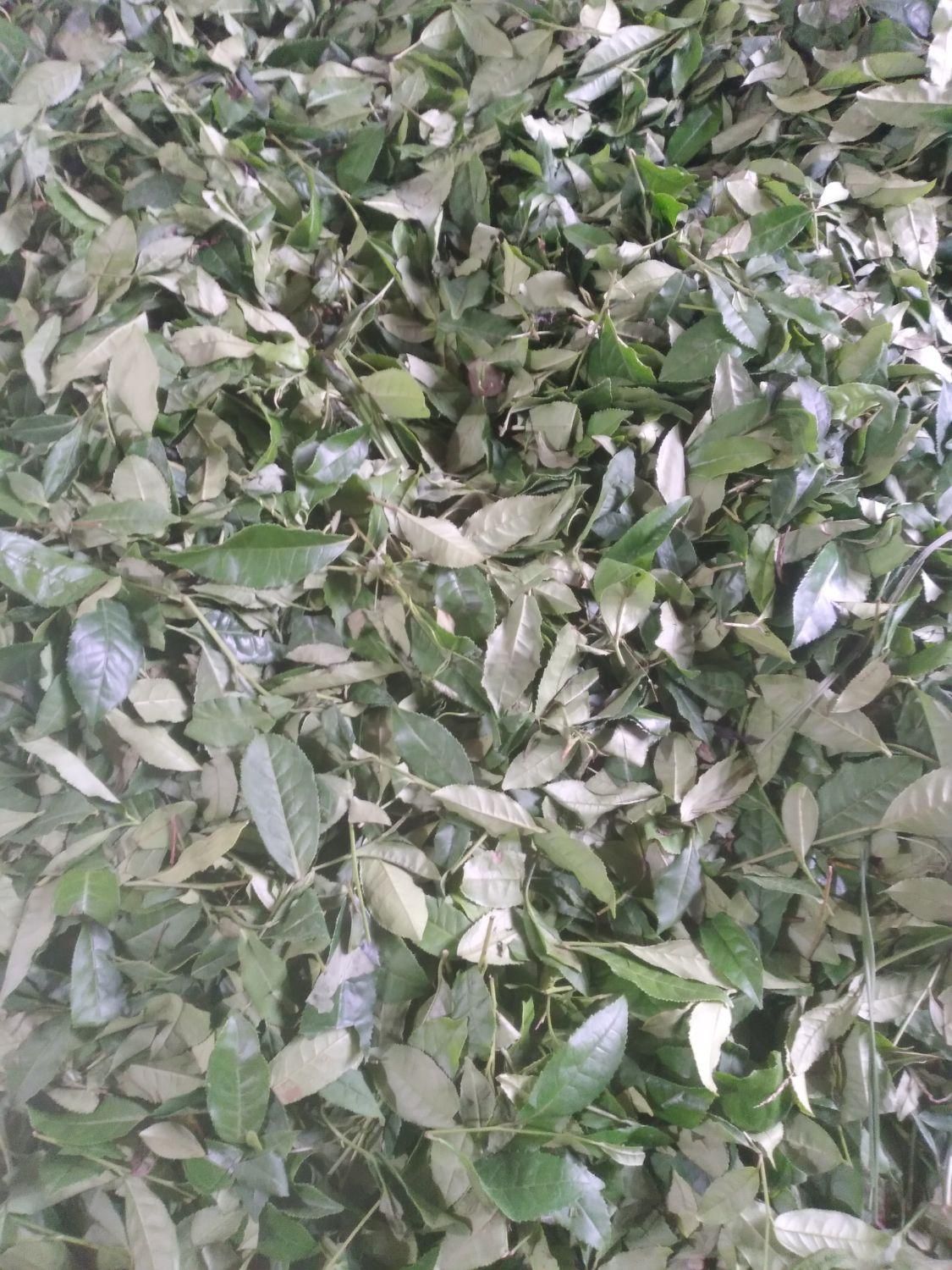 خری دار برگ سبز چای تسویه درب کارگاه|خدمات باغبانی و درختکاری|لاهیجان, شقایق|دیوار