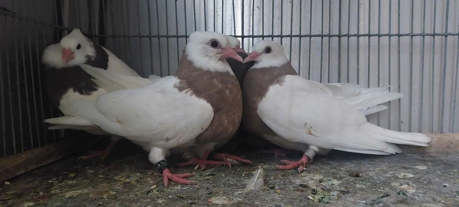 کبوتر طوقی (جوجه)|پرنده|اصفهان, شاهزید|دیوار