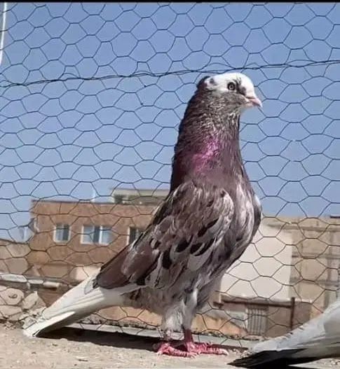 مایع کبوتر استثنای|پرنده|تهران, دارآباد|دیوار