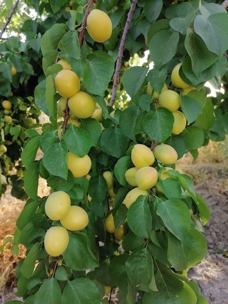 باغ شهری حاجی اباد نقش رستم|فروش زمین و ملک کلنگی|مرودشت, نقش رستم|دیوار