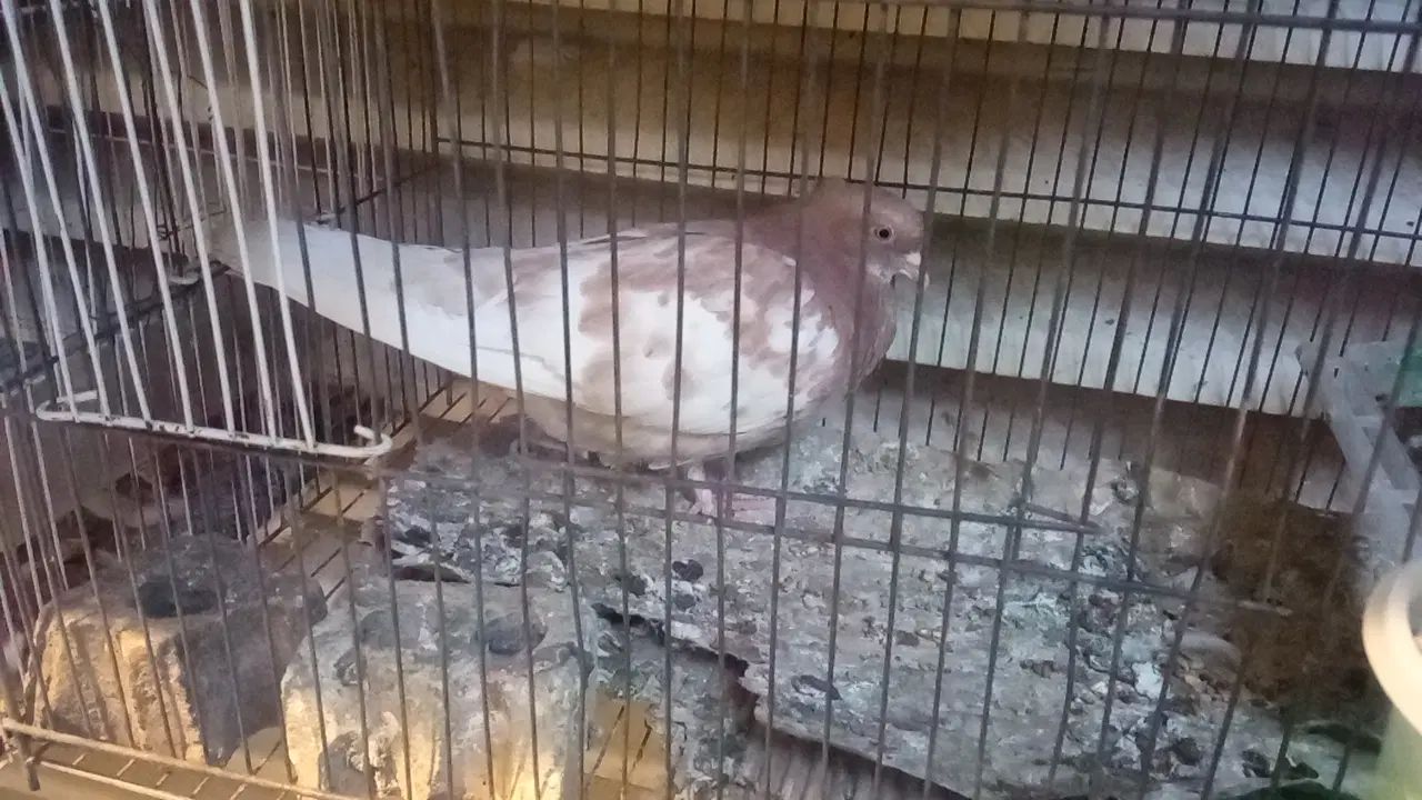 کفتر معاوضه با جفت عروس هلندی یا جفت قناری|پرنده|مشهد, شهرک صنعتی توس|دیوار