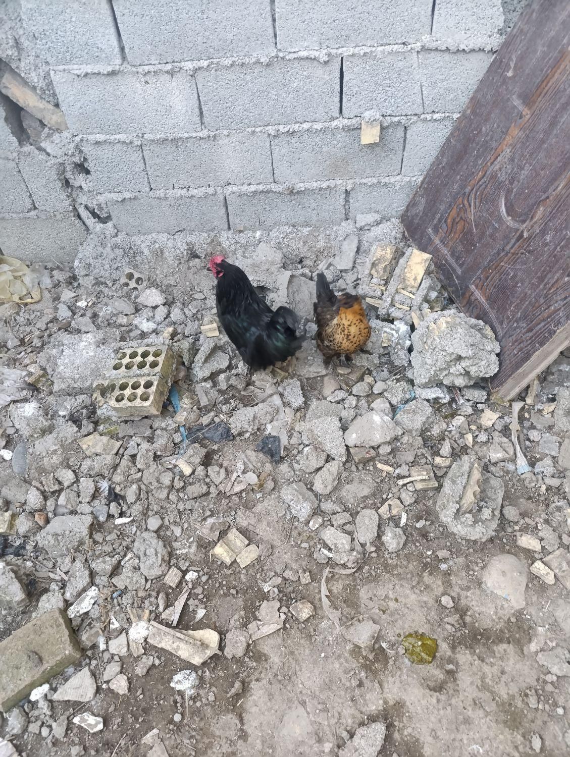 امپراتوری و مینیاتور و مرغ محلی|حیوانات مزرعه|بندر انزلی, کلیور|دیوار