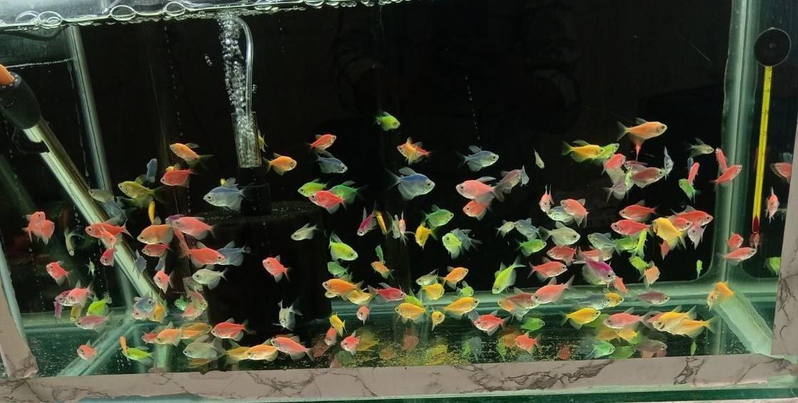 انواع ماهی و آکواریوم گیاه آپارتمانی وآبزی|ماهی|خواف, |دیوار