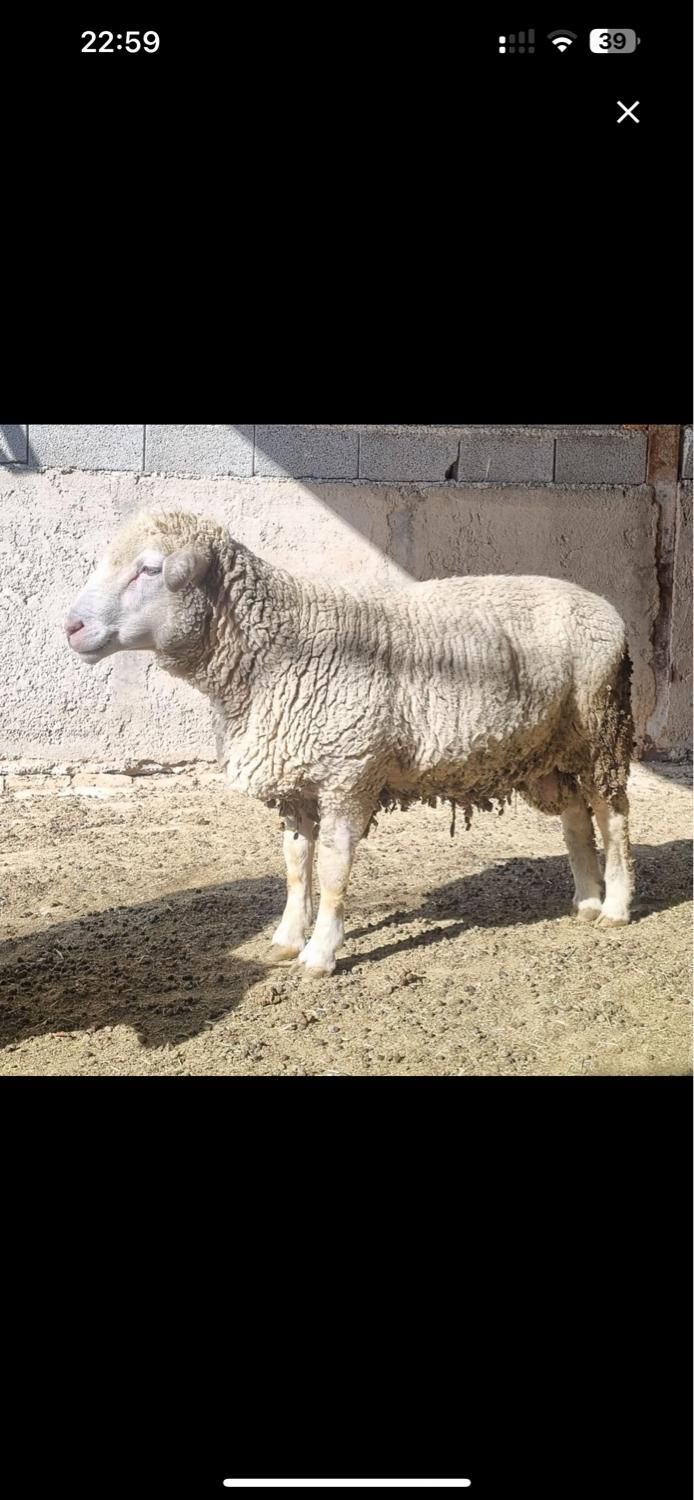 گوسفند قوچ و میش ایلدوفرانس اصیل فرانسوی|حیوانات مزرعه|تهران, آسمان|دیوار