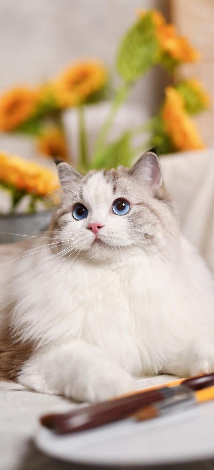 کلینیک دامپزشکی - خدمات دامپزشک سیار|خدمات آرایشگری و زیبایی|مشهد, کوشش|دیوار