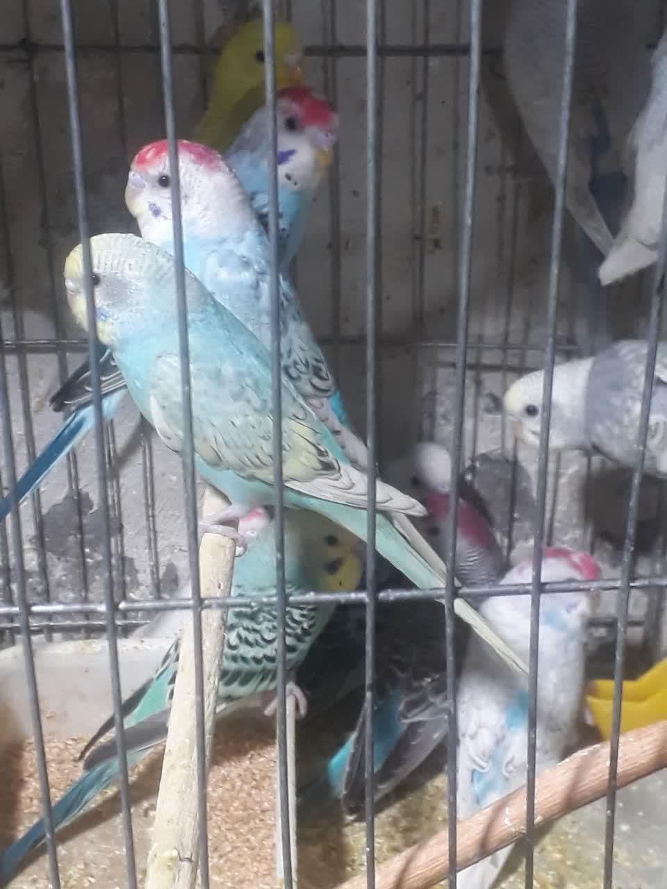 مرغ عشق و طوطی کوتوله و تخم کبوتر|پرنده|قم, دروازه کاشان|دیوار