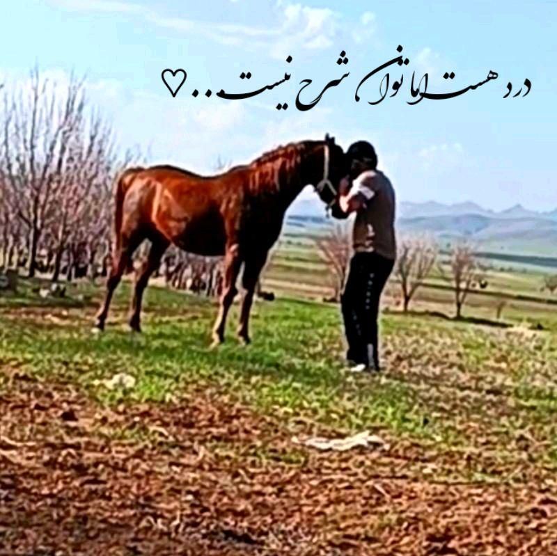 اسب کرد|اسب و تجهیزات اسب‌سواری|اراک, |دیوار
