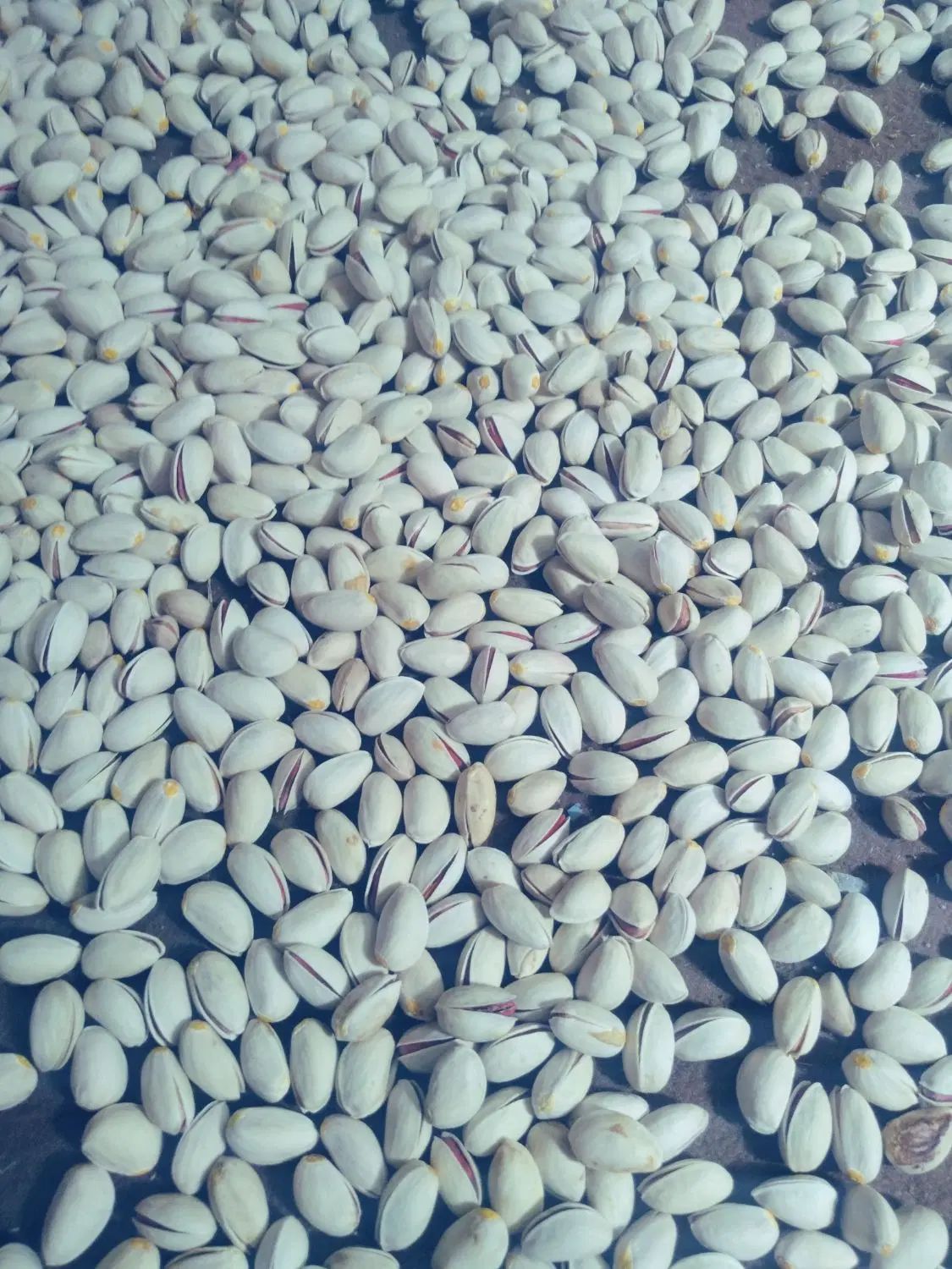 پسته مرغوب وعالی|خوردنی و آشامیدنی|تهران, آرژانتین|دیوار