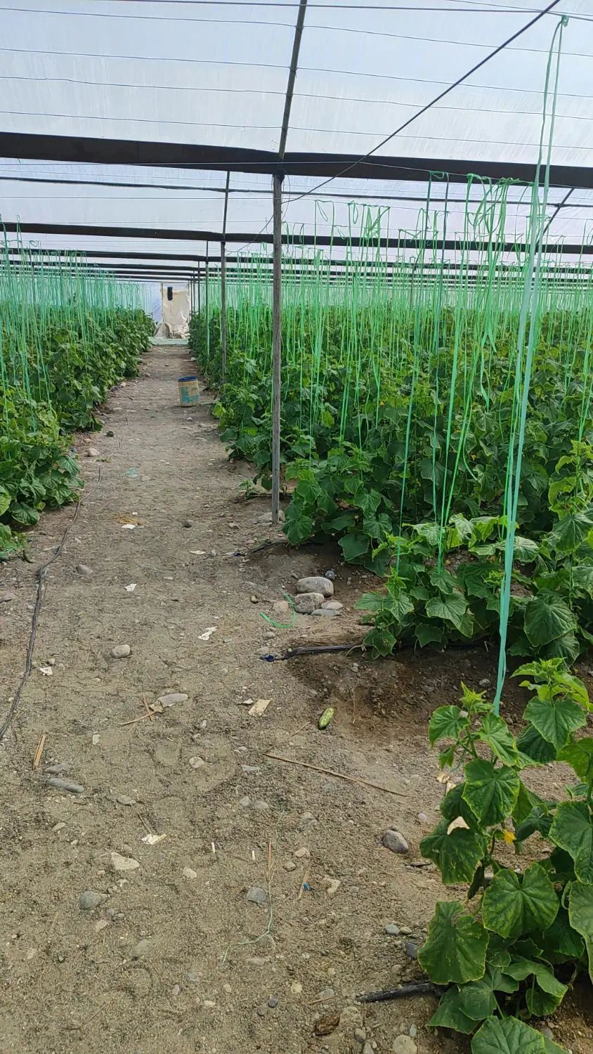 چند کارگر وارد در گلخانه داعم|استخدام صنعتی، فنی، مهندسی|جیرفت, |دیوار