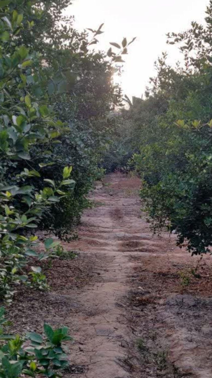 فروش باغ میوه  برق دار  نزدیک جاده اسفالت بن جعفر|فروش دفتر صنعتی، کشاورزی، تجاری|دزفول, |دیوار