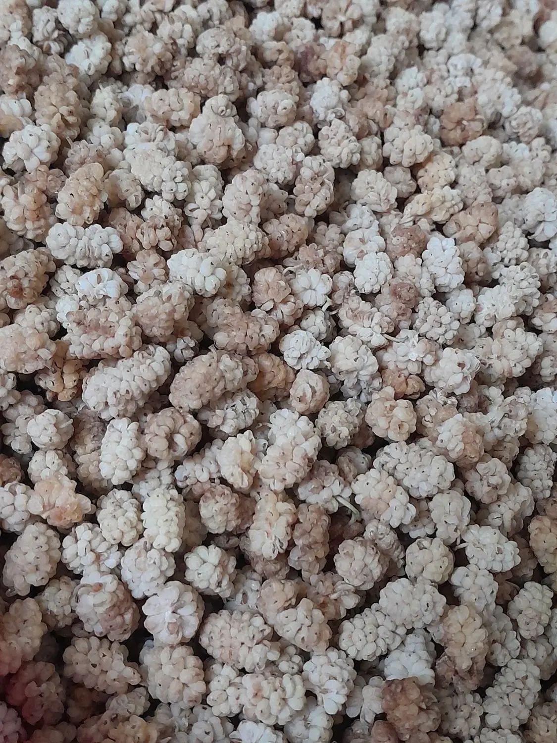 توت شیرین|خوردنی و آشامیدنی|اصفهان, باغ زیار|دیوار