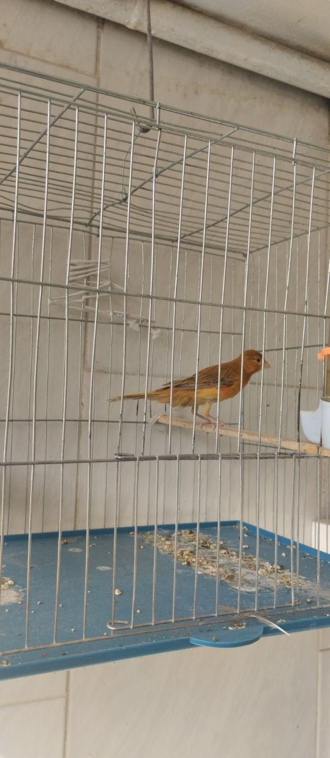 قناری نر ماده نطفه دار|پرنده|اصفهان, برازنده|دیوار
