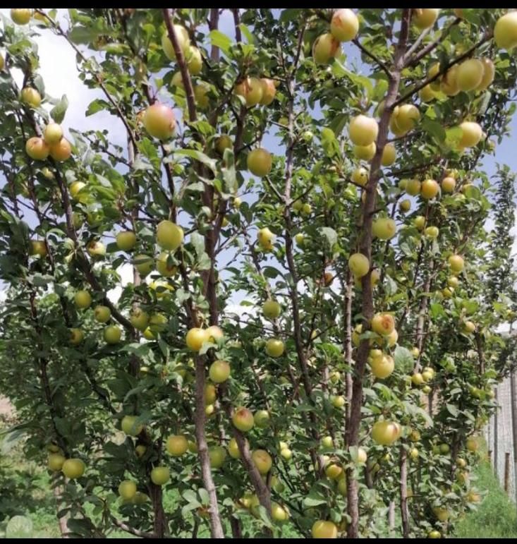 کود|گل و گیاه طبیعی|قم, قلعه کامکار|دیوار