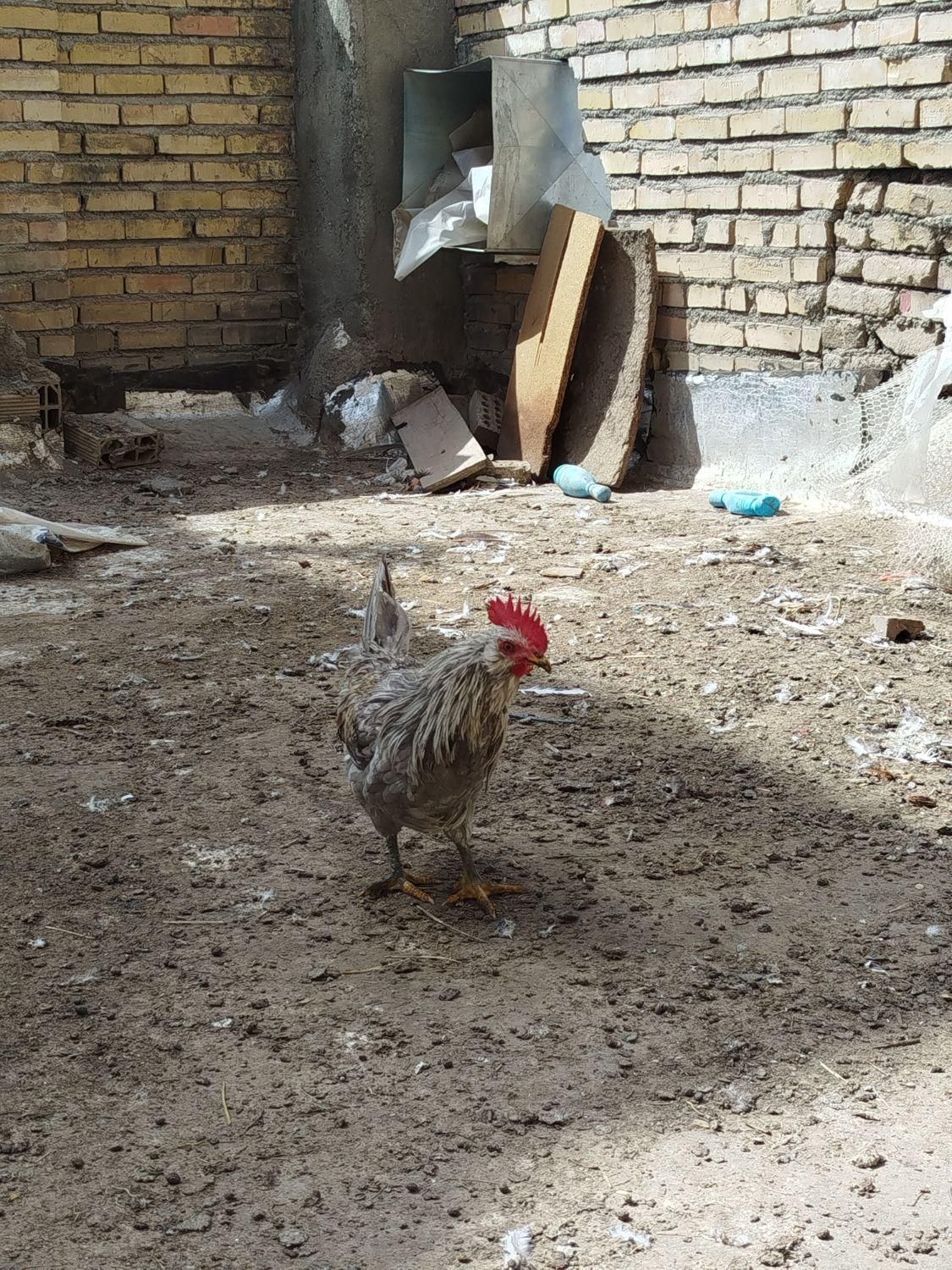 خروس گلین|پرنده|مشهد, رباط طرق|دیوار