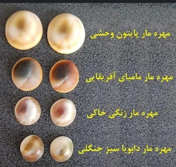 فروش مهره|کلکسیون اشیاء عتیقه|تهران, پرستار|دیوار