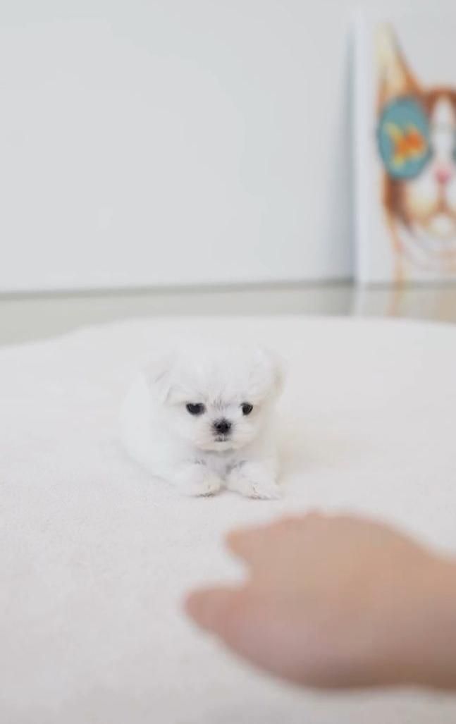 توله سگ جیبی عروسکی مالتیز|سگ|تهران, جنت‌آباد جنوبی|دیوار