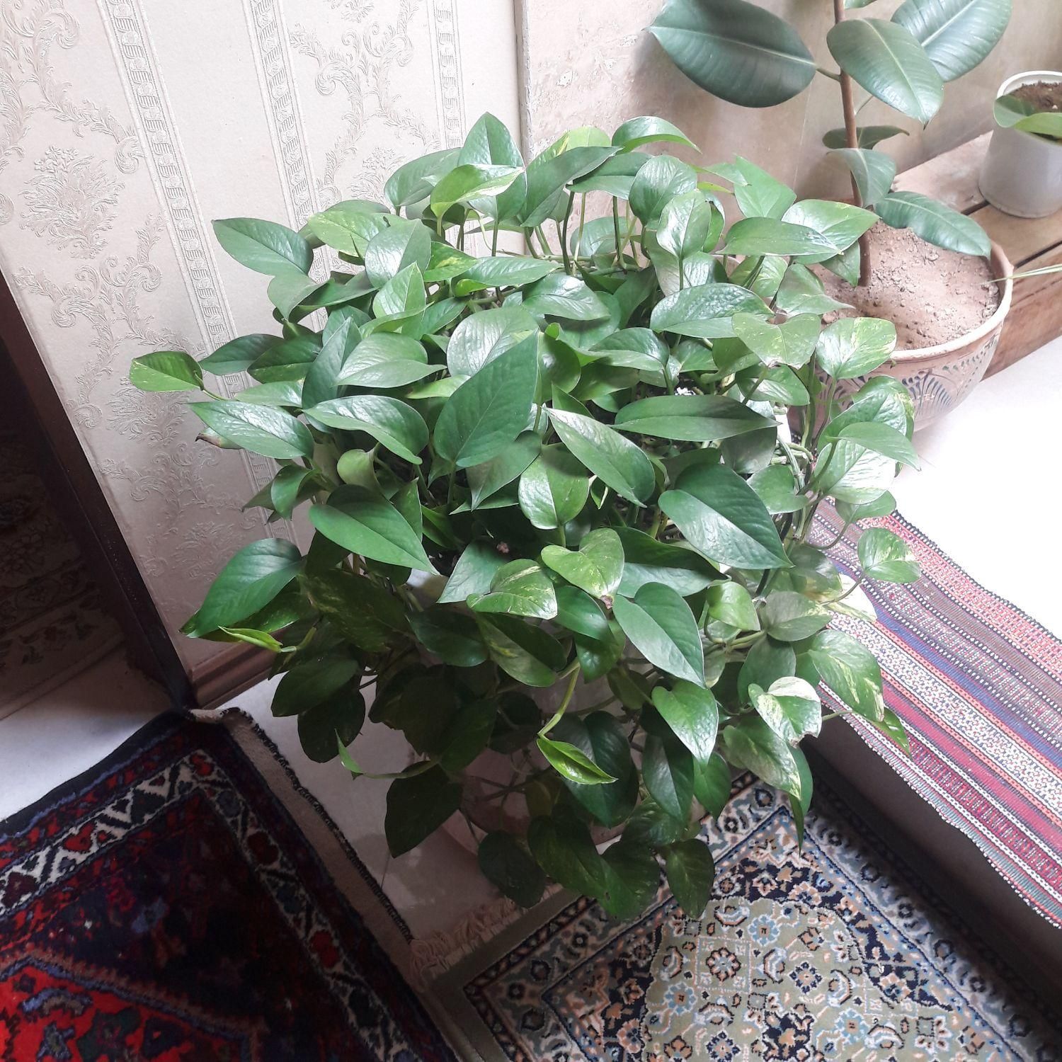 گل طبیعی شاداب و ریشه پر|گل و گیاه طبیعی|ابهر, |دیوار