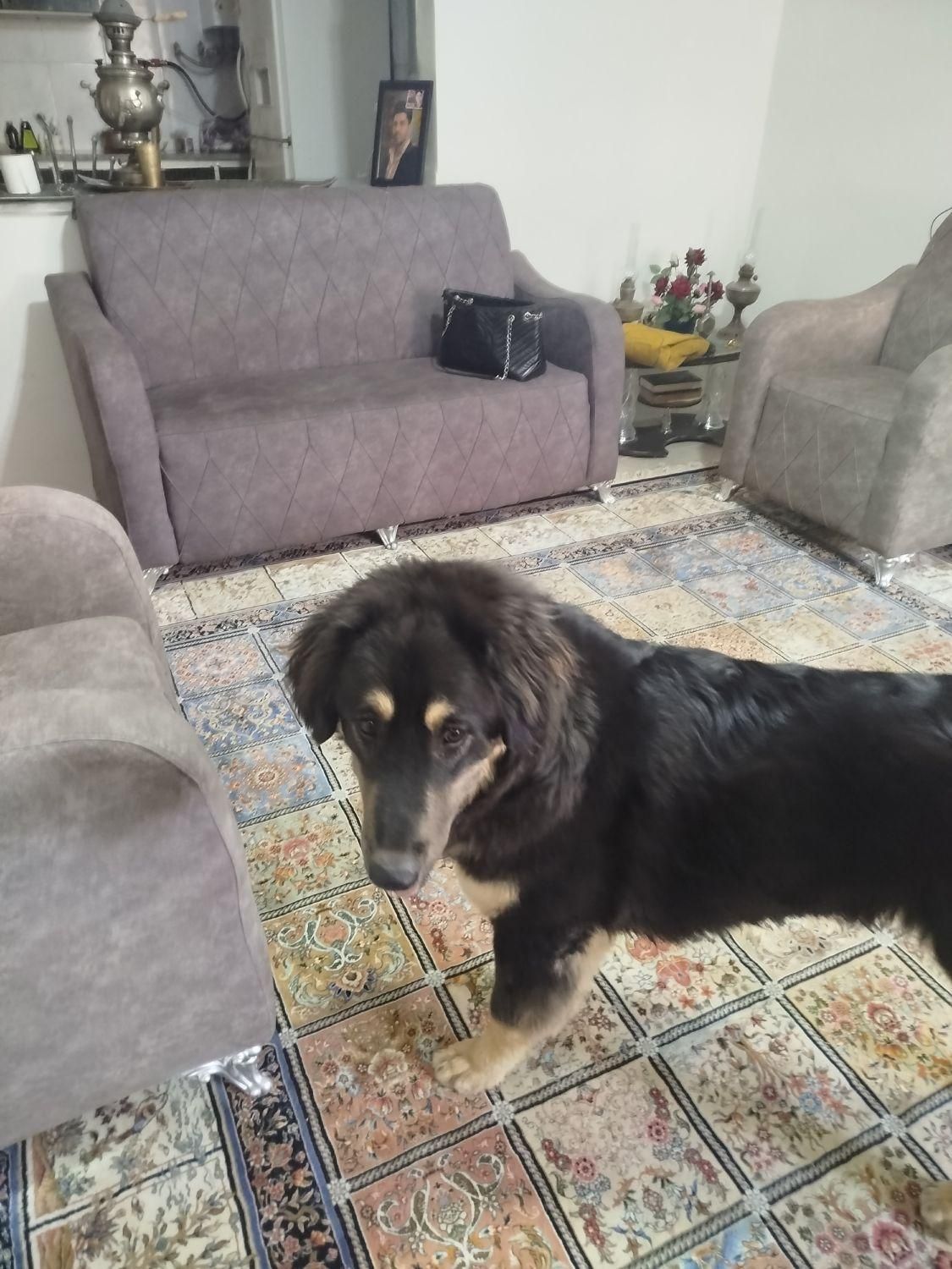 واگذاری سگ بومی به صورت رایگان|سگ|تربتحیدریه, شهرک ولیعصر|دیوار