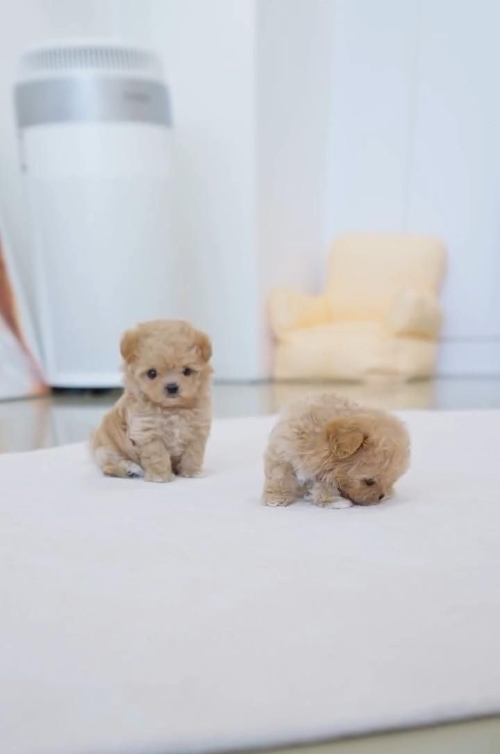 توله سگ پودل خانگی|سگ|تهران, جنتآباد جنوبی|دیوار