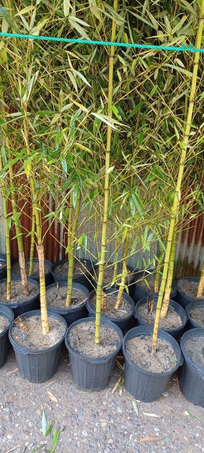 فروش بانبوریشه پور کارکرده سطل ۷و۱۰ دراندازه مخطلف|خدمات باغبانی و درختکاری|رشت, حومه رشت|دیوار