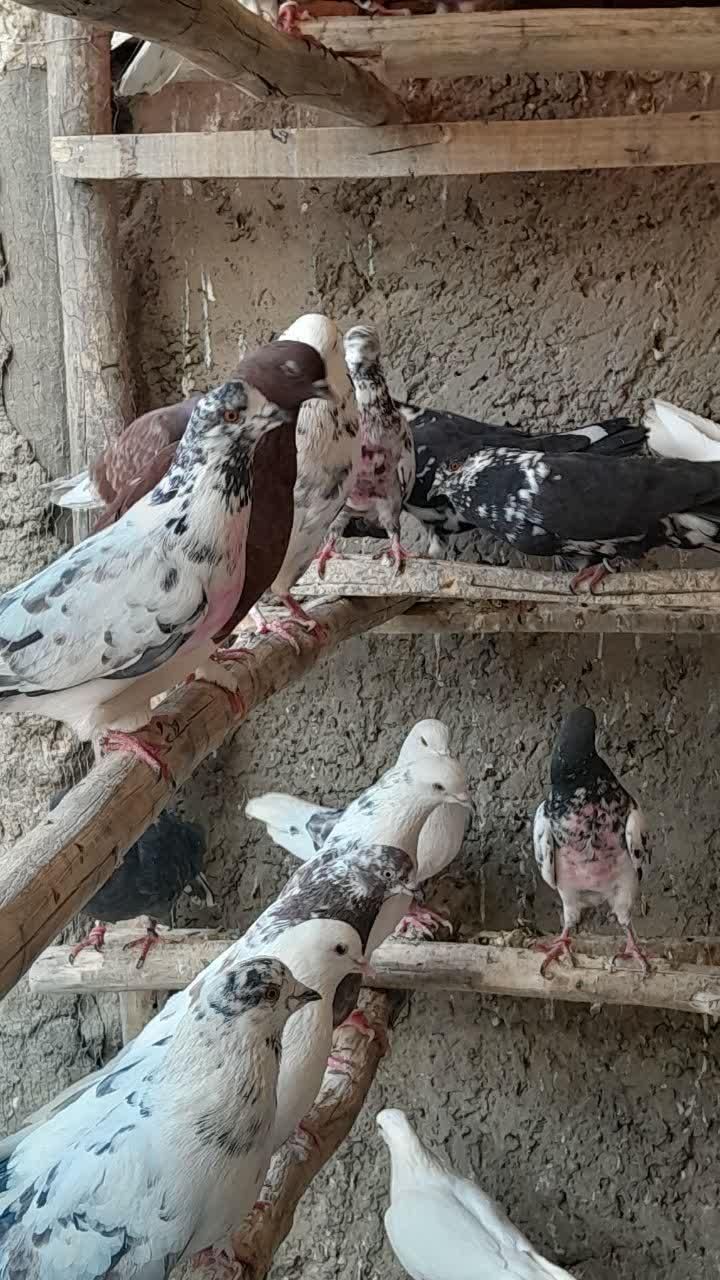 درود و سلام خدمت دوستان تعدادی کفتر پرشی مایه کفتر|پرنده|اصفهان, آزادان|دیوار