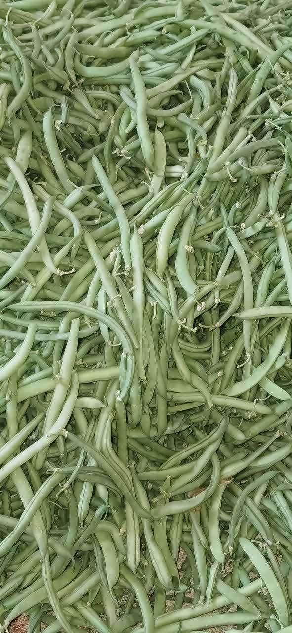 لوبیا سبز بومی،غوره عسگری ،کدو بومی|خوردنی و آشامیدنی|اصفهان, هزارجریب|دیوار