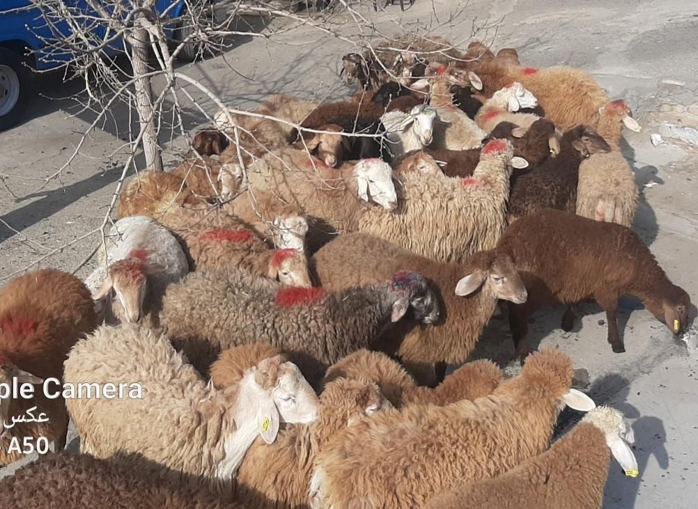 گوسفند زنده وبزغاله چاق باقصاب در گرمدره وشهرقدس|حیوانات مزرعه|قدس, شهر‌قدس|دیوار