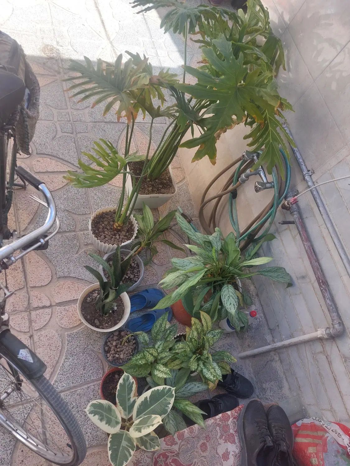 گل خانگی|گل و گیاه طبیعی|اصفهان, ارداجی|دیوار