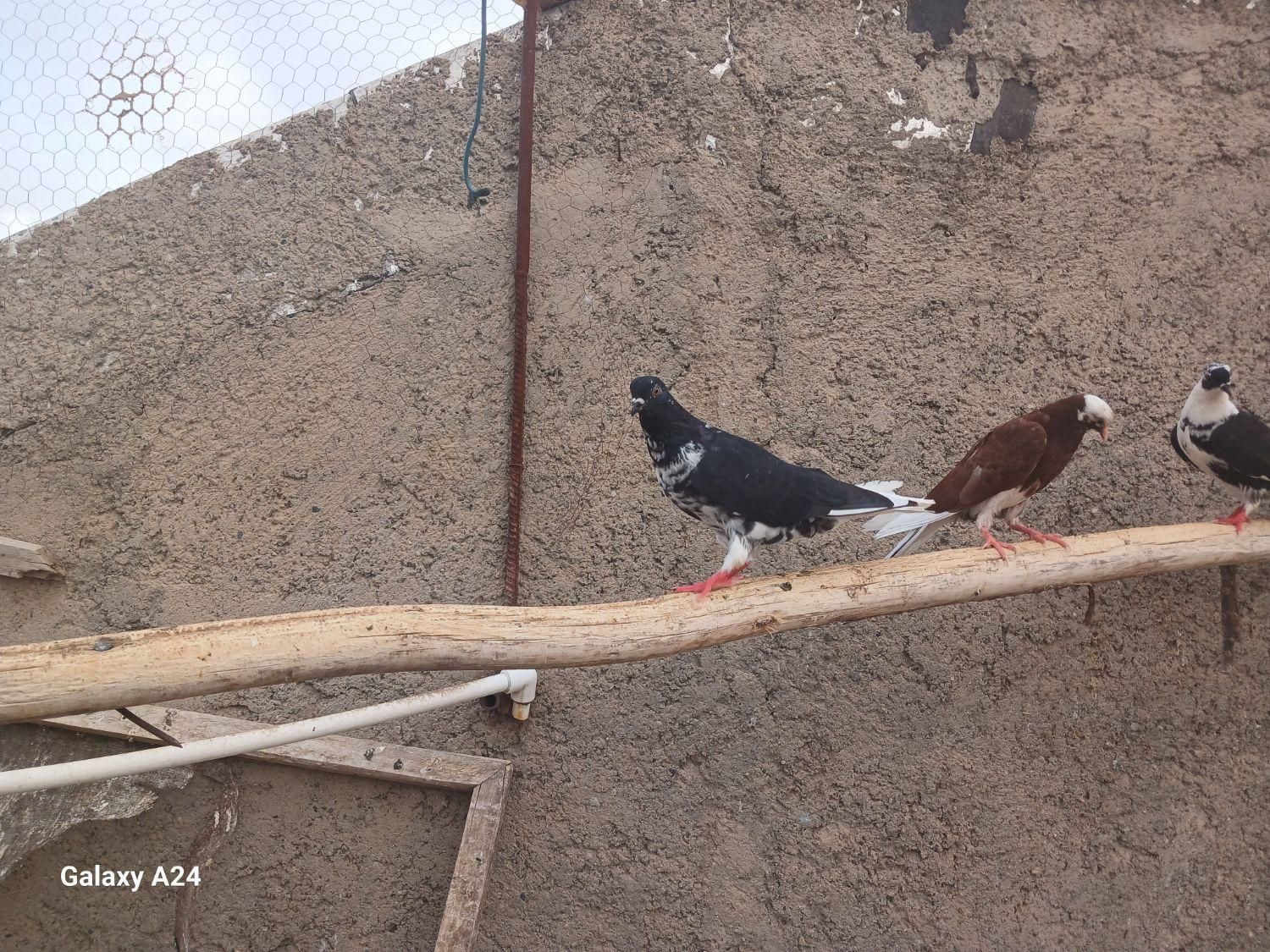 کبوتر سیاه و سفید بالغ ماده|پرنده|ابریشم, |دیوار
