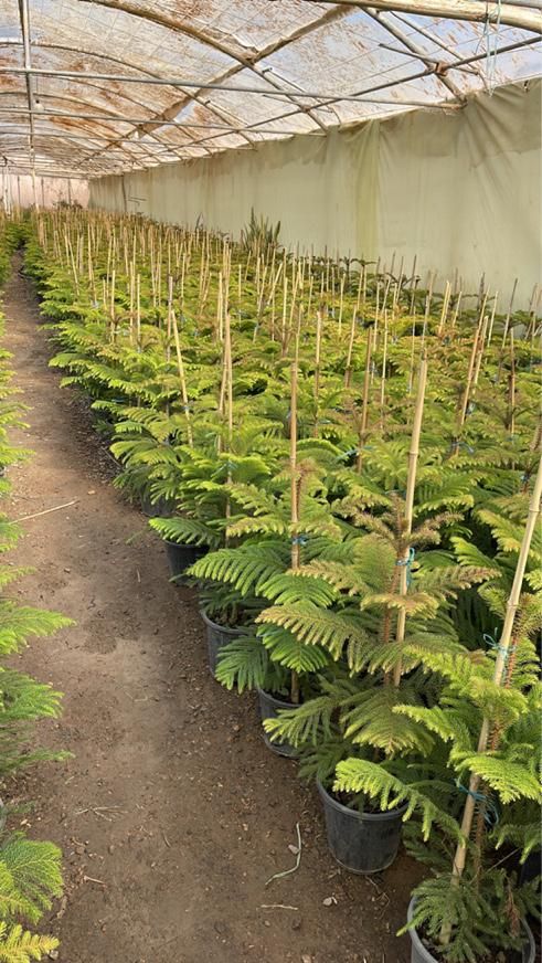 گل و گیاه اپارتمانی کاج مطبق محلات|گل و گیاه طبیعی|محلات, |دیوار