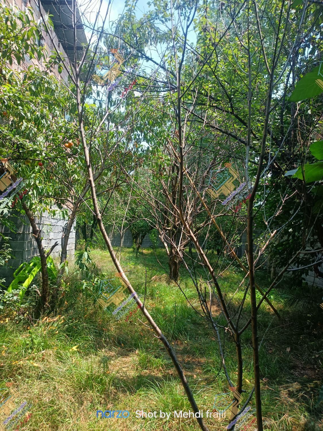 خانه باغ مسکونی جاده شیرگاه لفور|فروش خانه و ویلا|شیرگاه, |دیوار
