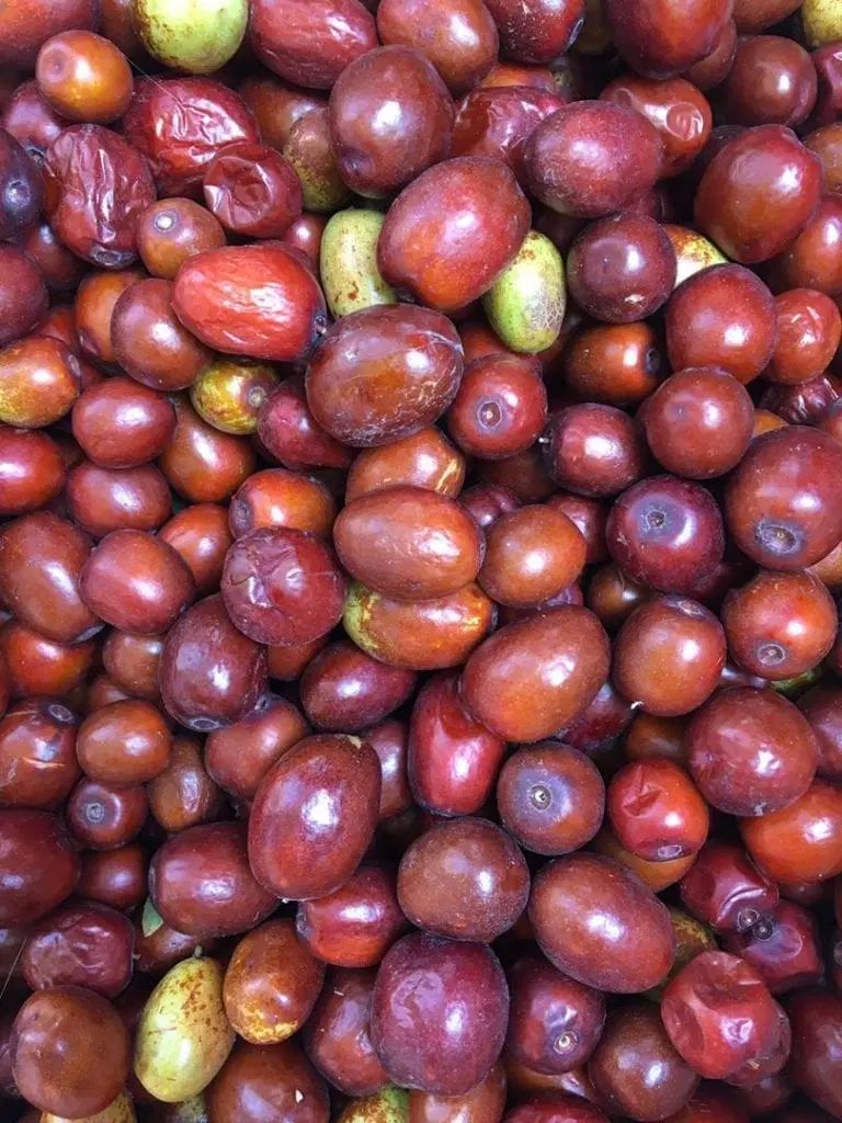 عناب تازه|خوردنی و آشامیدنی|تهران, نیروی هوایی (پیروزی)|دیوار