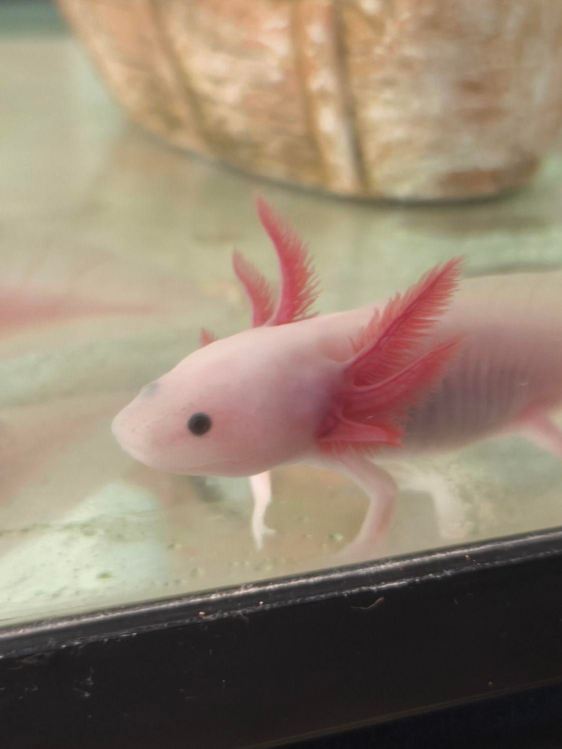 ماهی|ماهی|تهران, جردن|دیوار