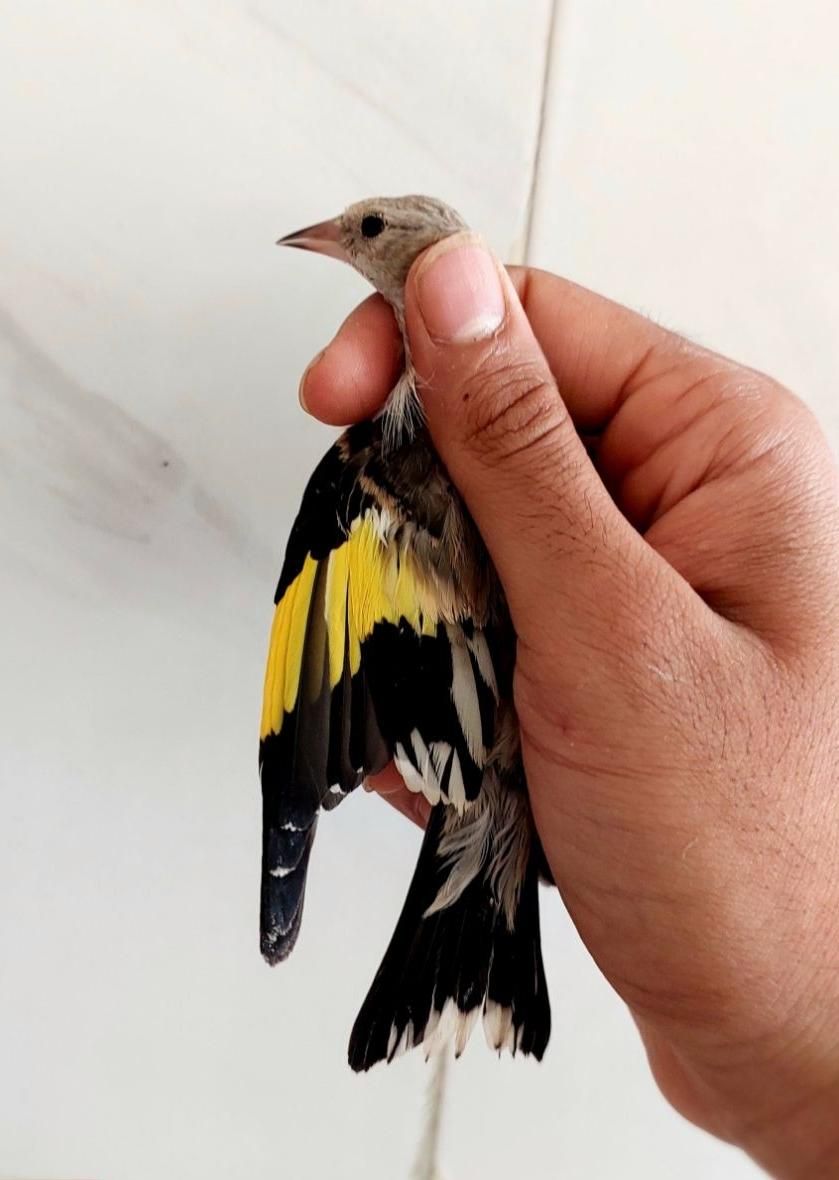 کبوتر نر جوجه سهرره قناری عروس هلندی|پرنده|اصفهان, جاوان|دیوار