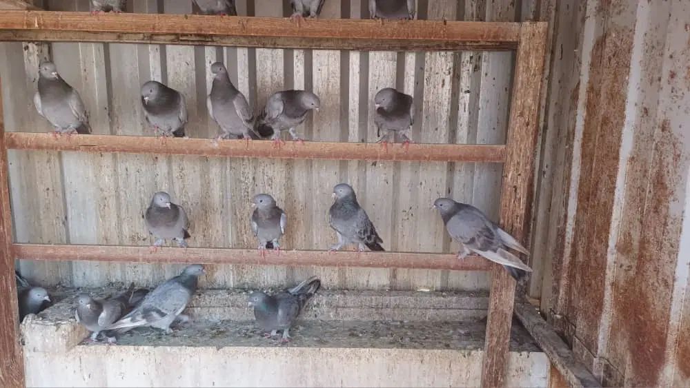 کبوتر ترکیه ای وارداتی اصل|پرنده|تهران, تجریش|دیوار