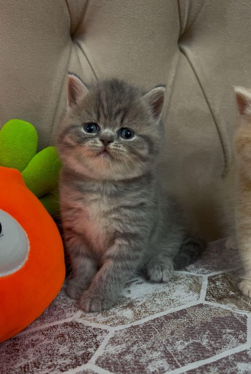 بچه گربه های کیوت میوت شیراز|گربه|شیراز, طلاب|دیوار