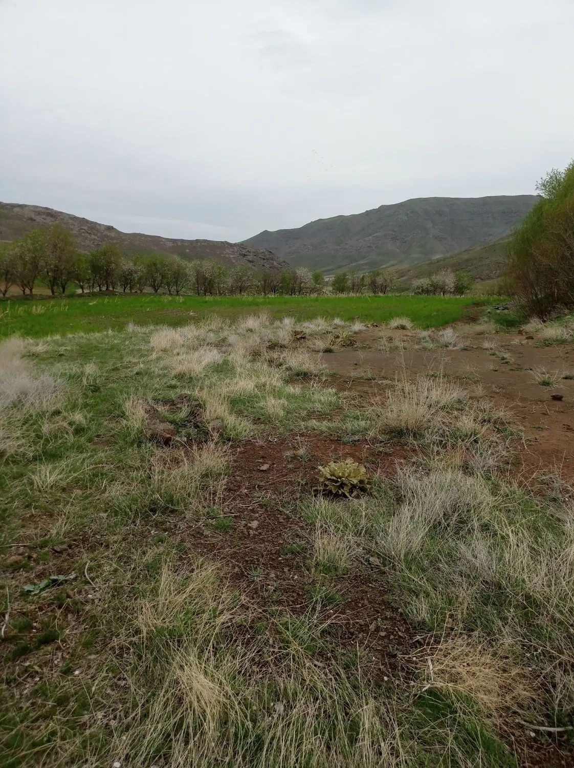 زمین باغی. روستای بادمجین 20کیلومتری قزوین|فروش زمین و ملک کلنگی|قزوین, |دیوار